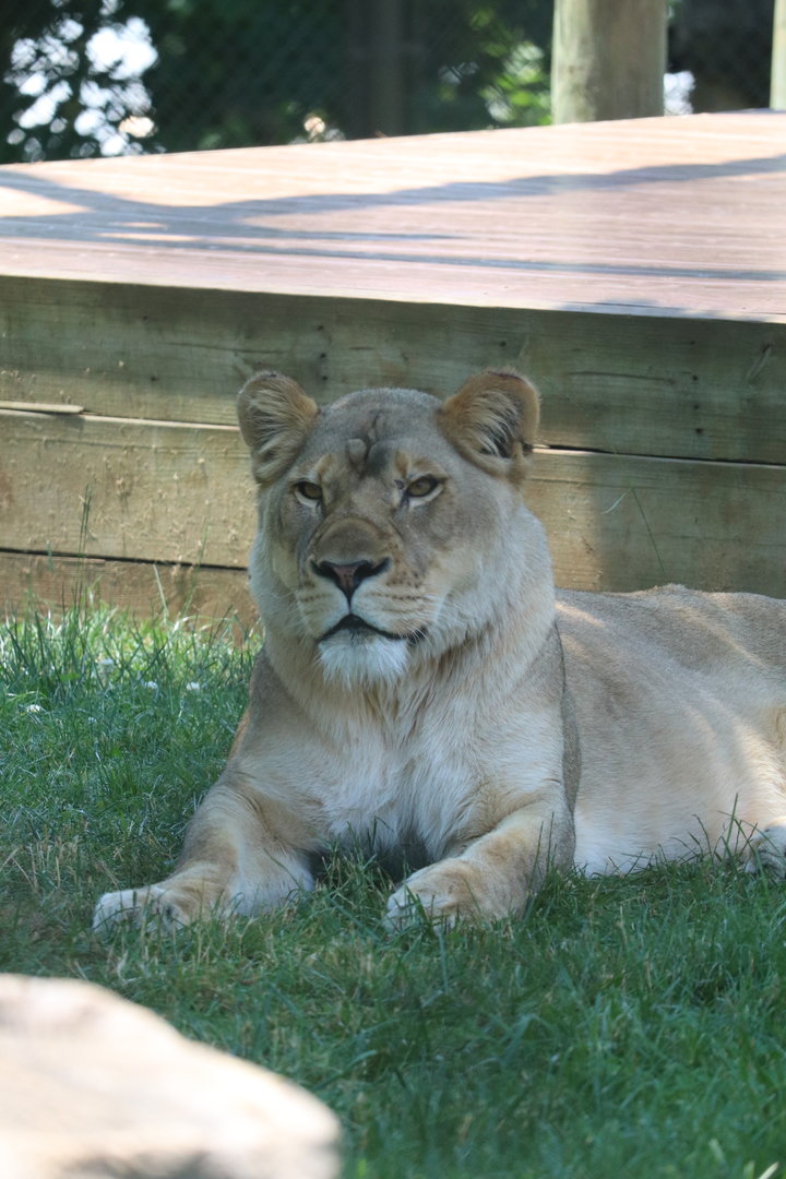 Valley of the Kings - African Lion