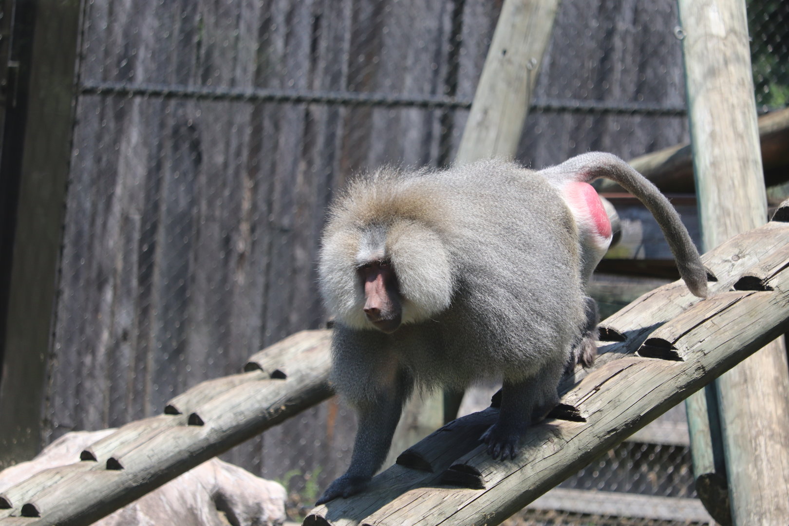 Valley of the Kings - Hamadryas Baboon
