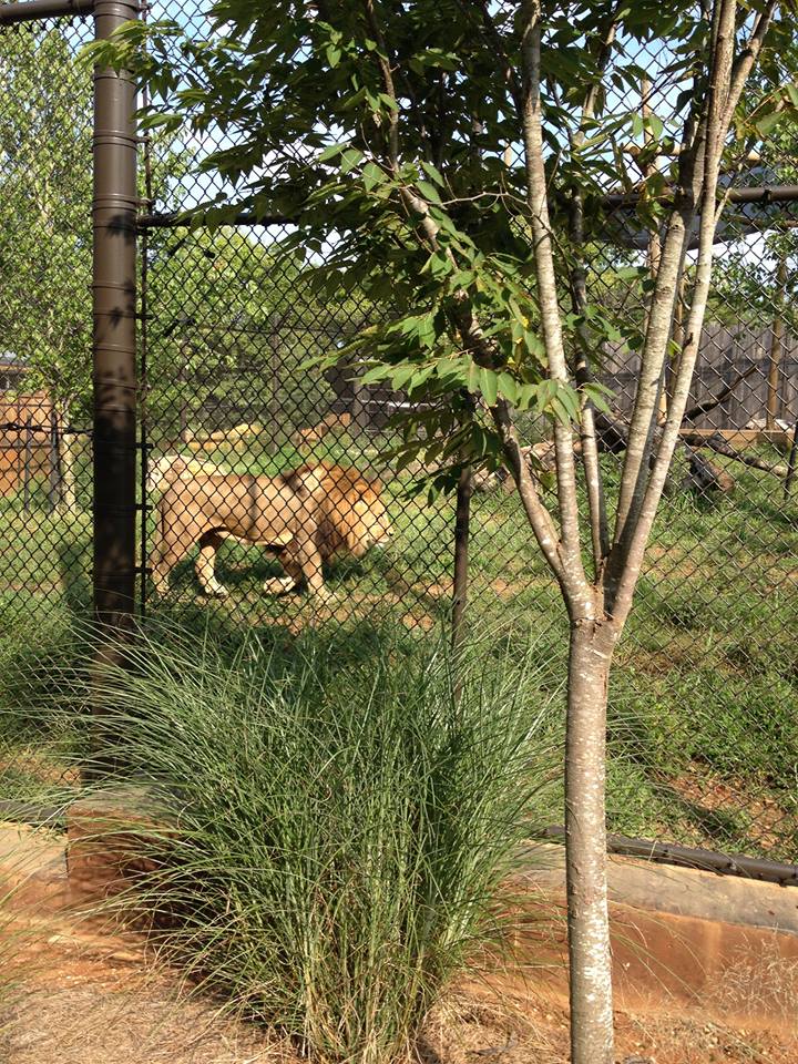 Valley of the Kings- Lion