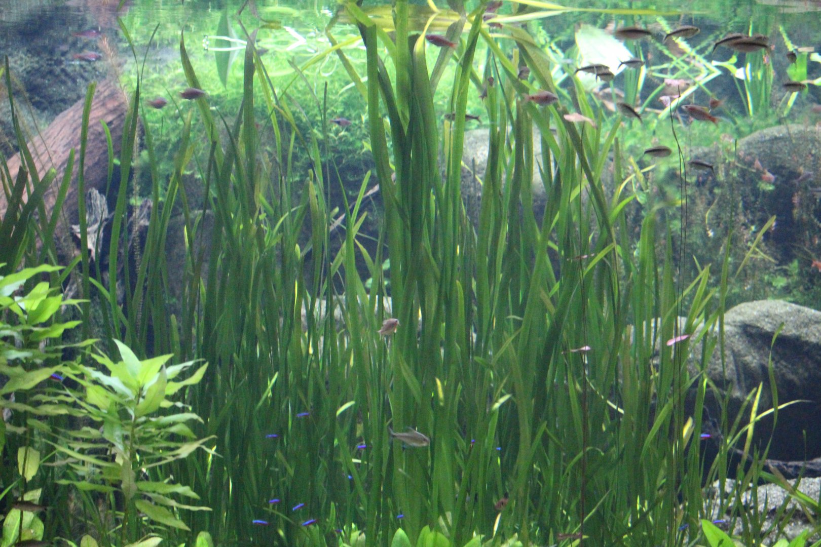 Vallisneria gigantea