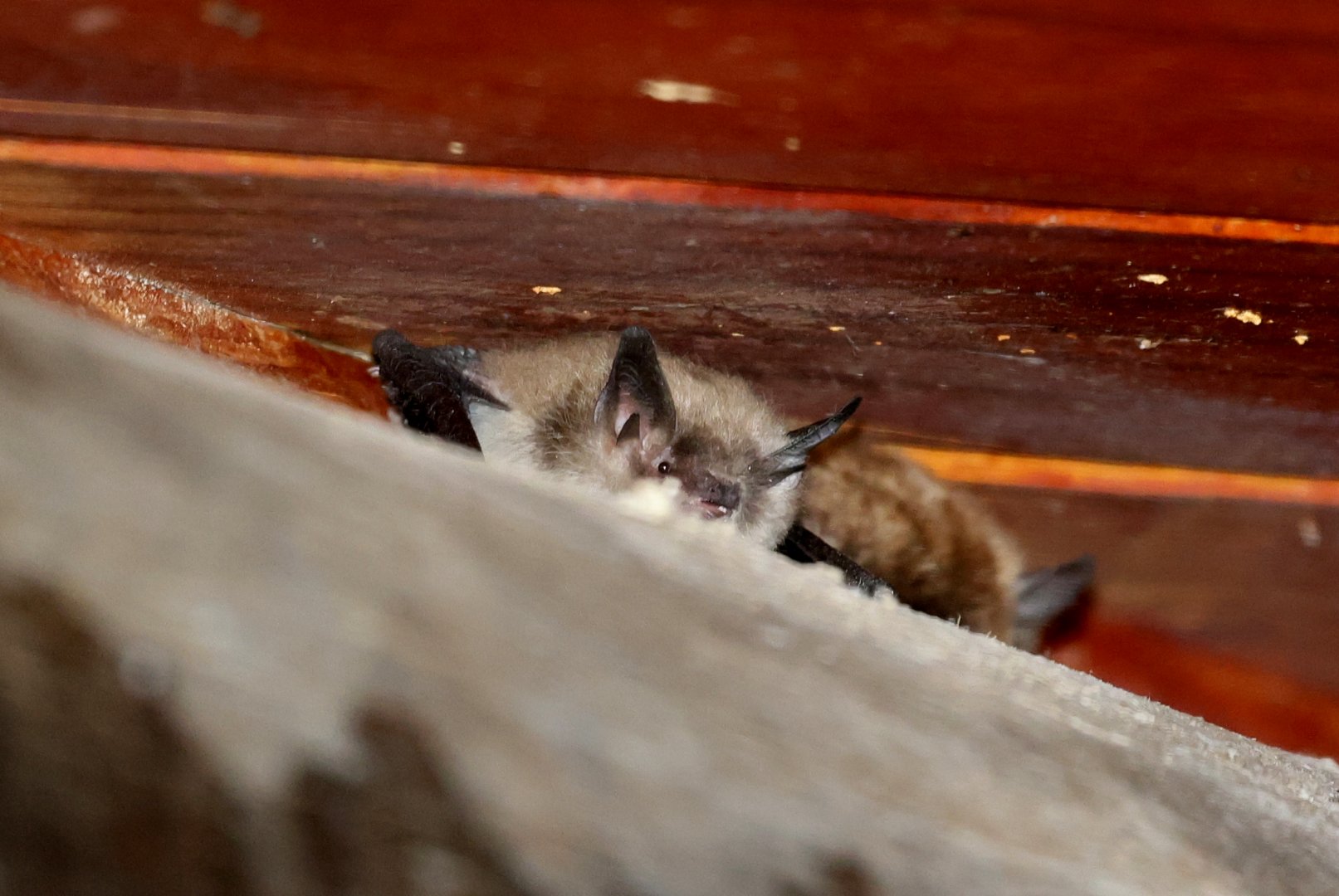 Valparaiso Myotis (Myotis arescens)