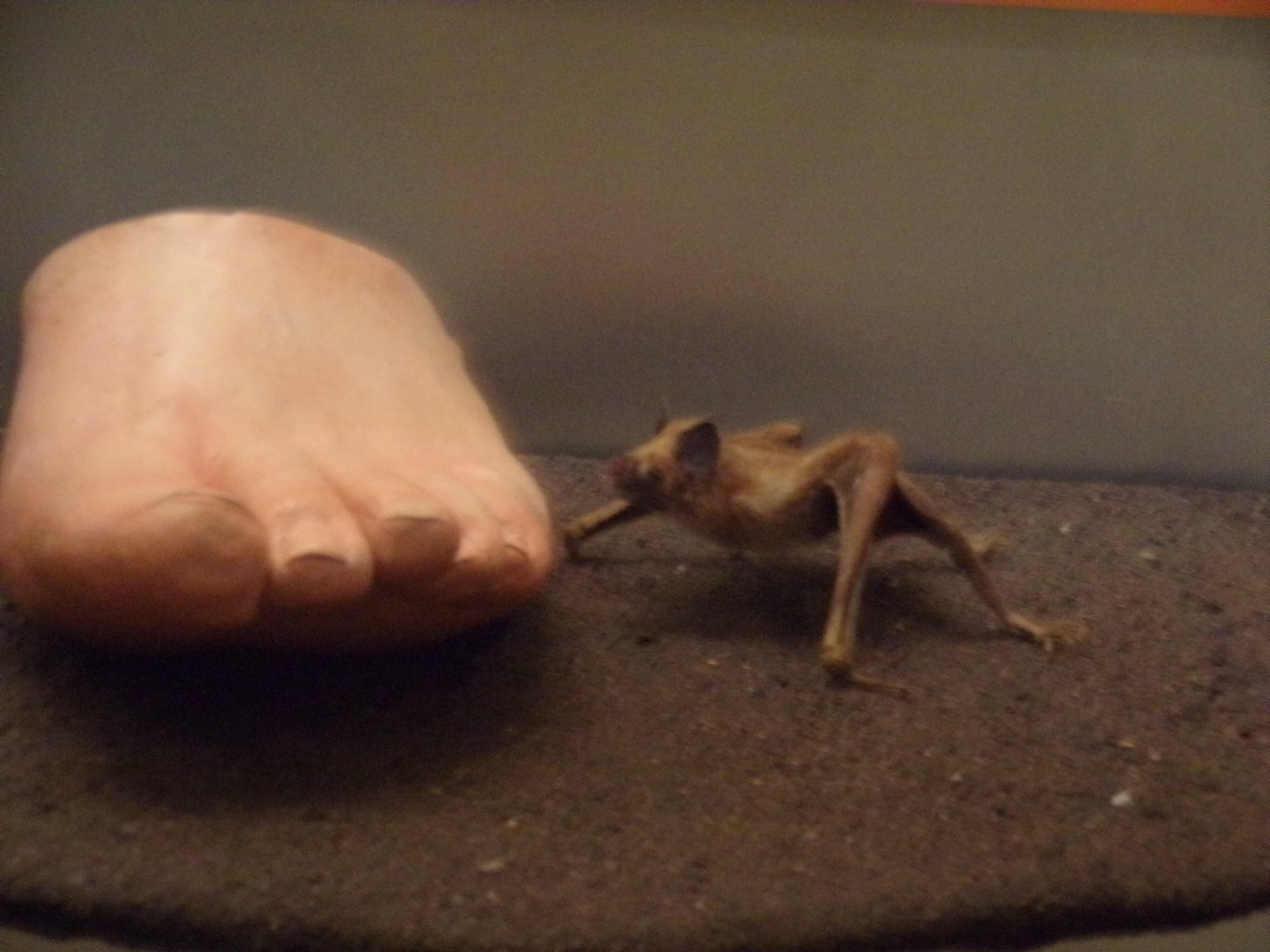 Vampire bat 30.12.22