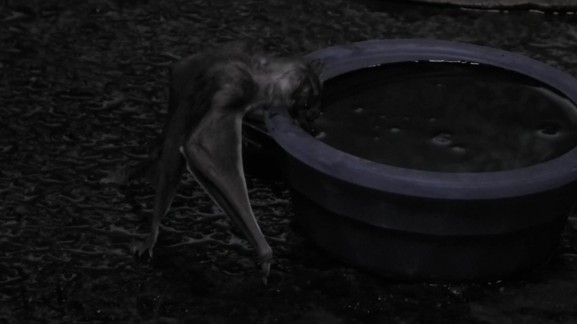 Vampire Bat drinking blood