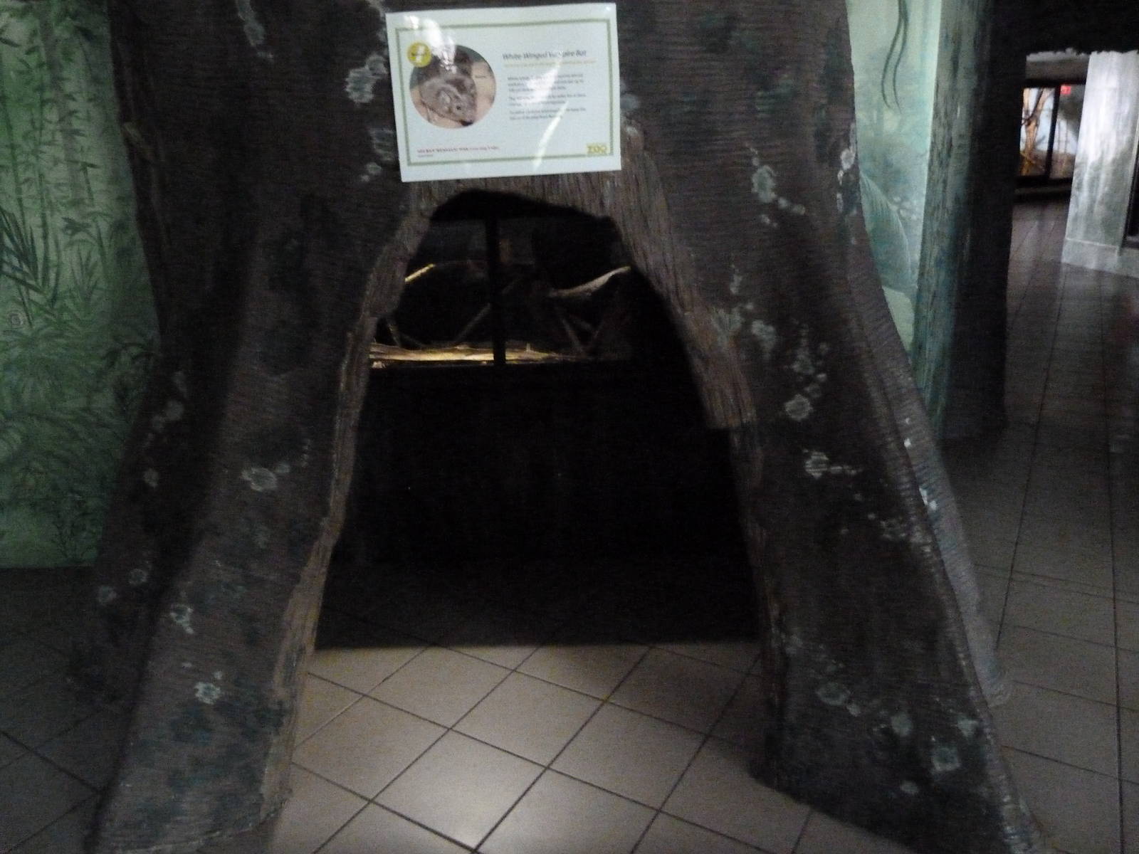 Vampire Bat Exhibit