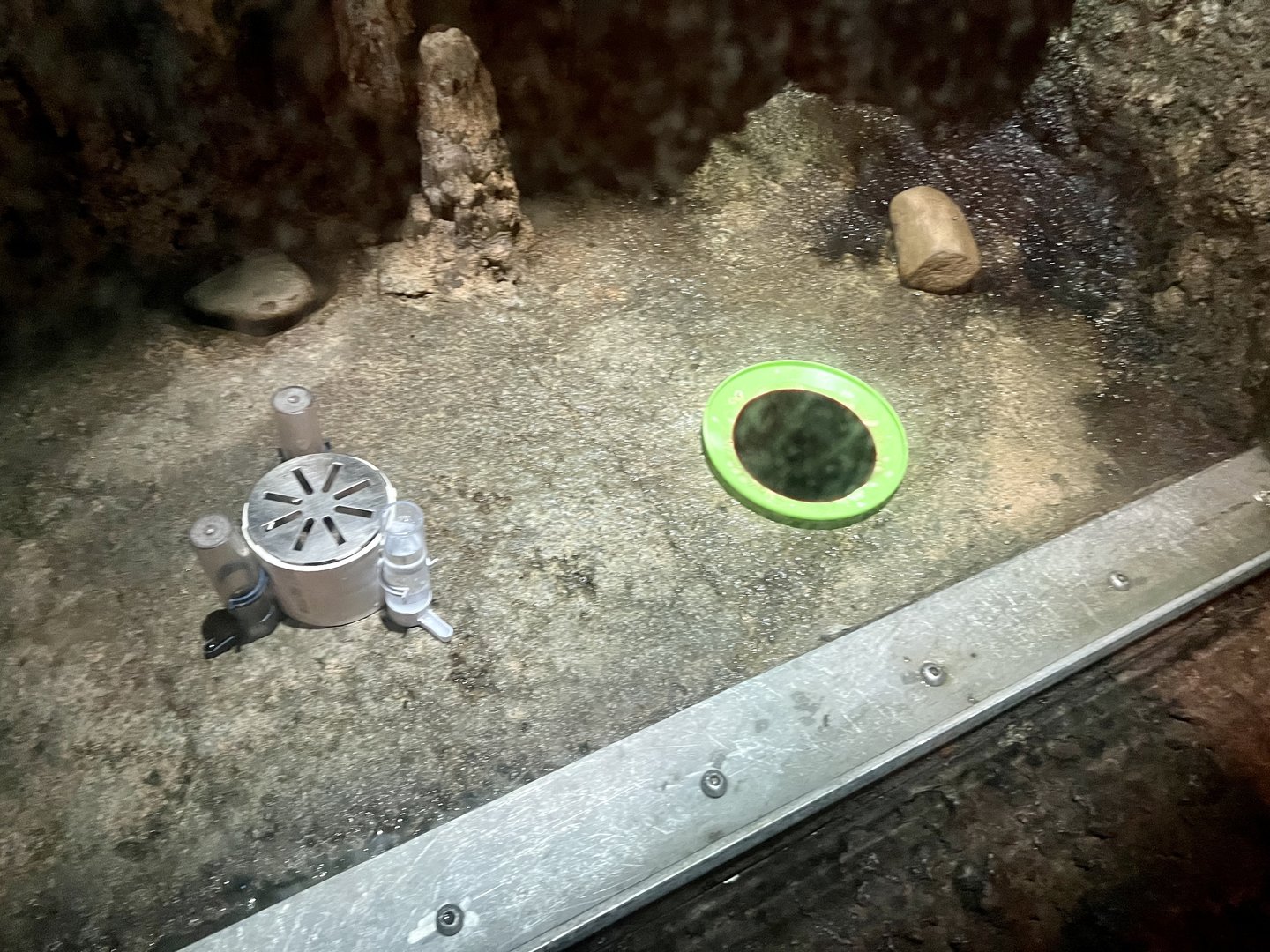 Vampire Bat feeding station