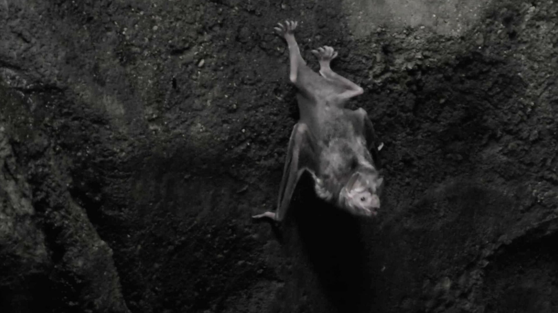 Vampire Bat hanging out on rock