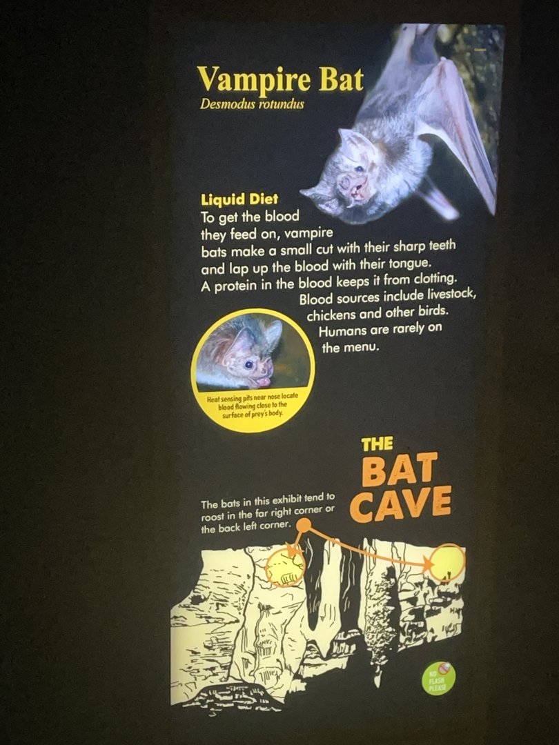 Vampire Bat Signage