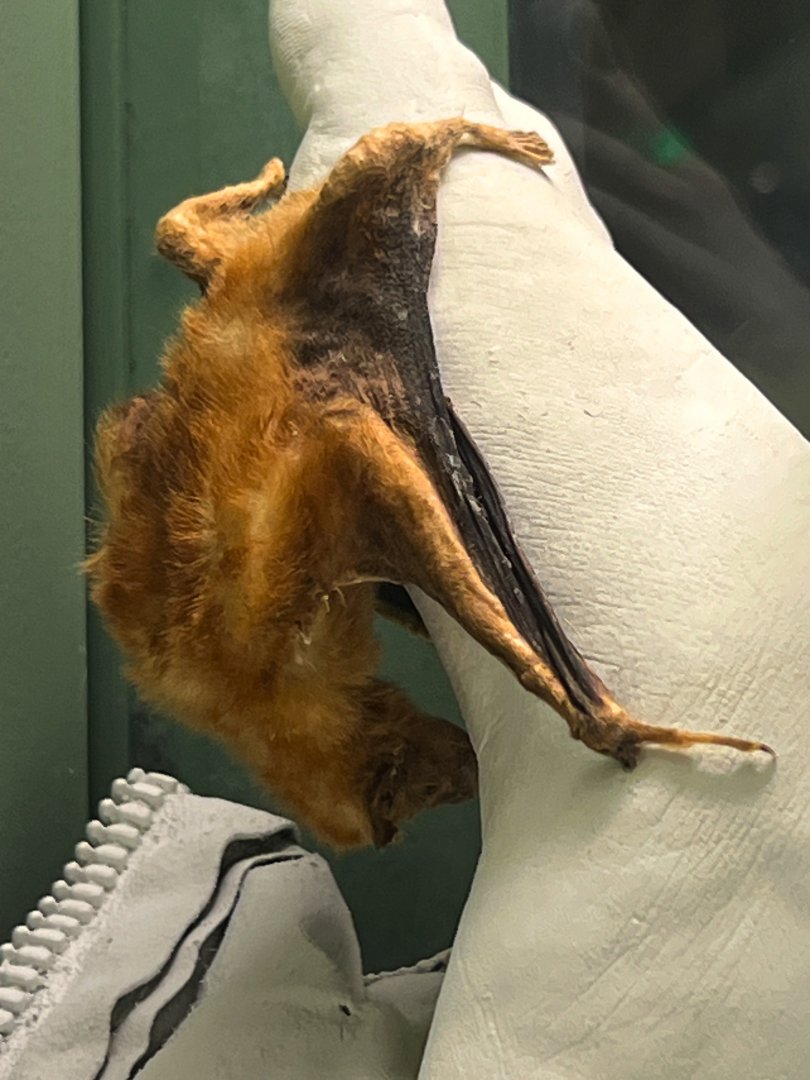 Vampire Bat