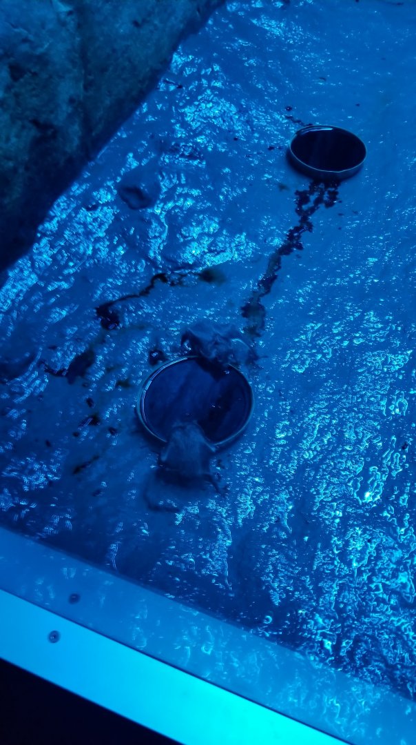 Vampire bats drinking blood