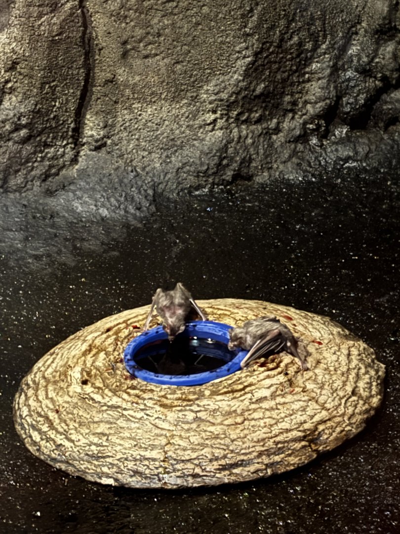 Vampire Bats - Night Hunters