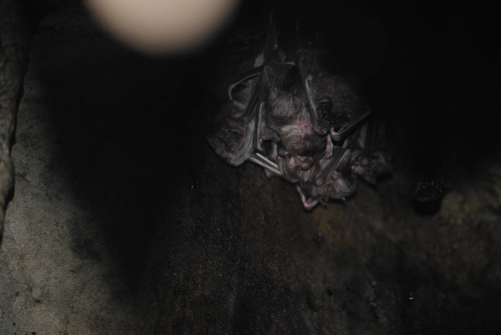 Vampire Bats