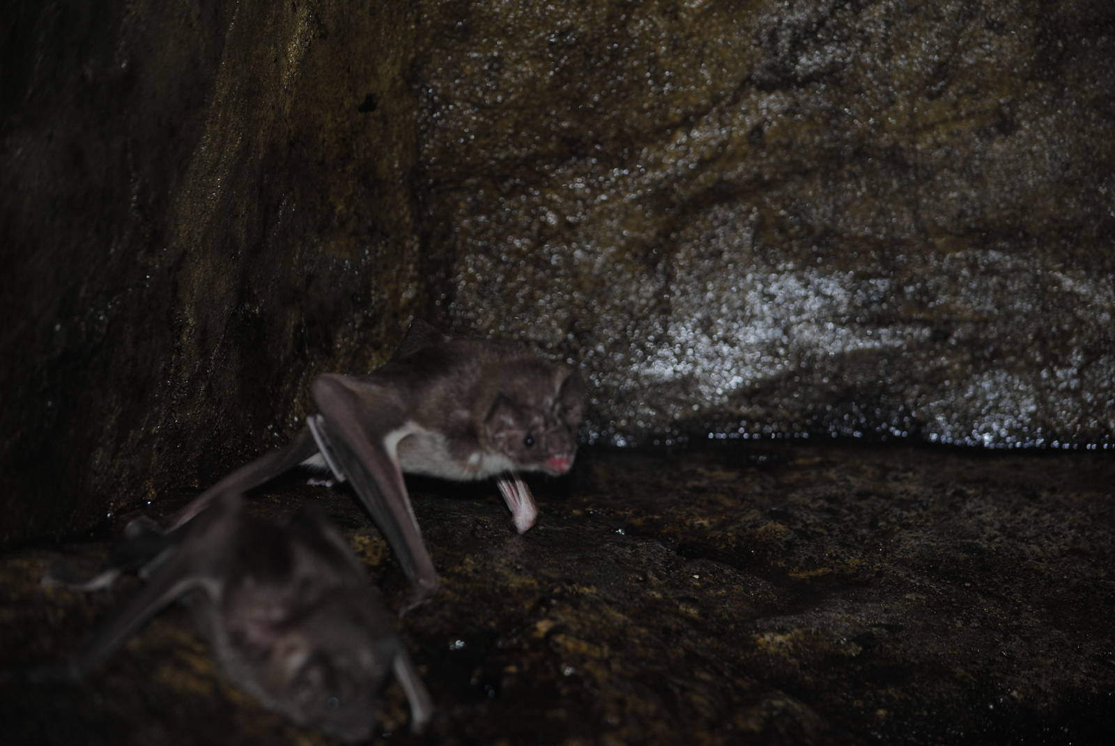 Vampire Bats