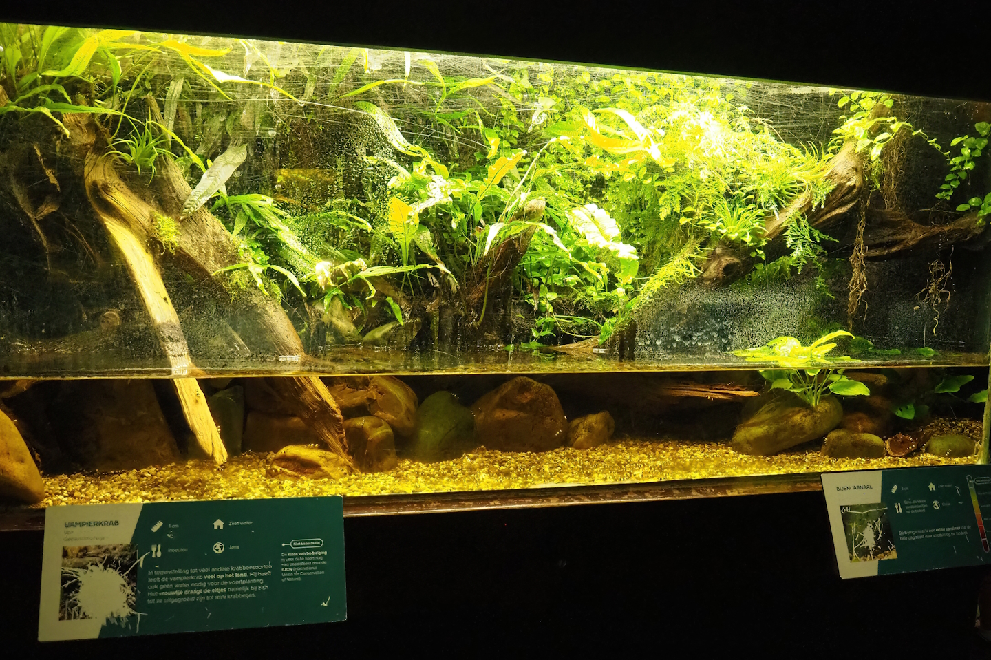 Vampire crab (Geosesarma hagen) and Bee shrimp (Caridina cantonensis) exhibit, 2023-08-17