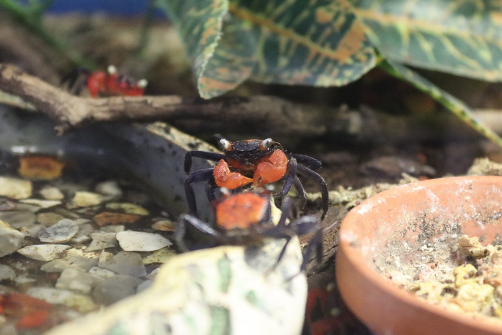 Vampire crab (Geosesarma hagen) BugParc, 08/2024
