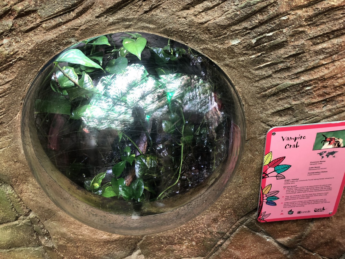 Vampire Crab Orb Enclosure at Tropical World (March 2019)
