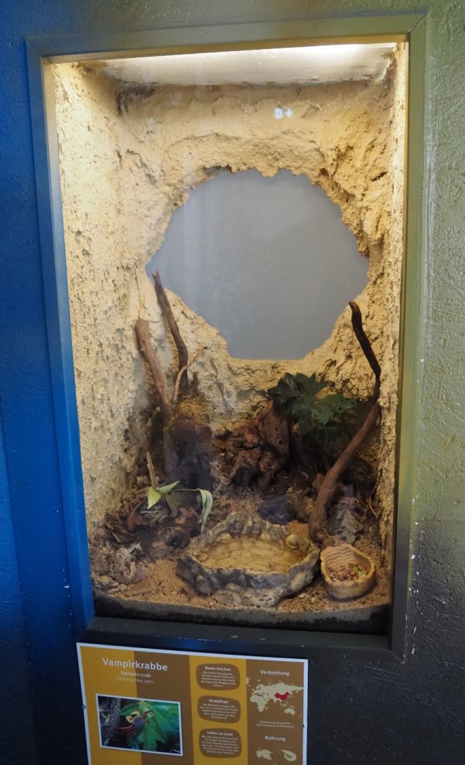 Vampire crab terrarium, 2025-05-22
