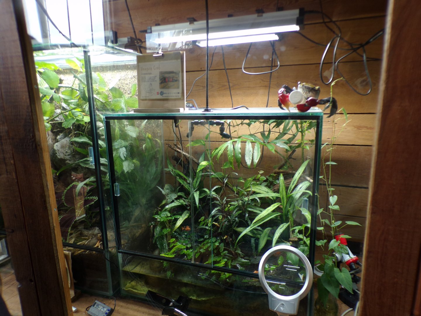 Vampire crab terrarium 29.6.24