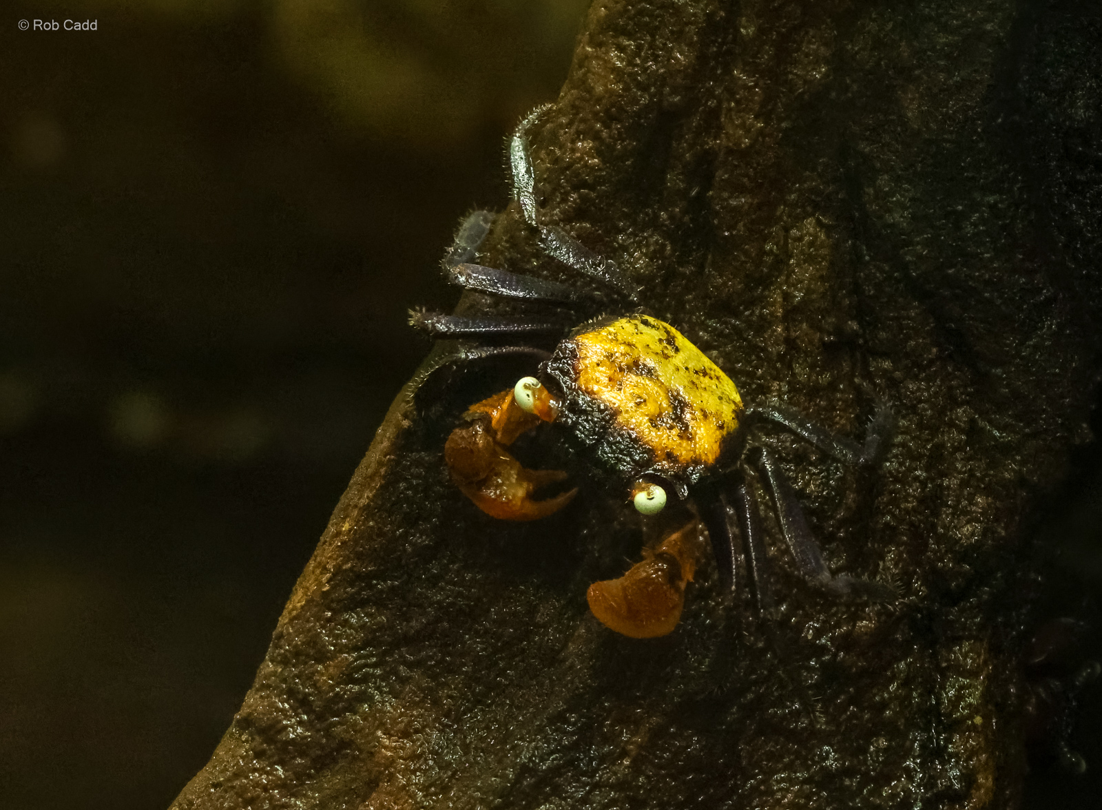 Vampire crab : Whipsnade : 09 Jun 2024