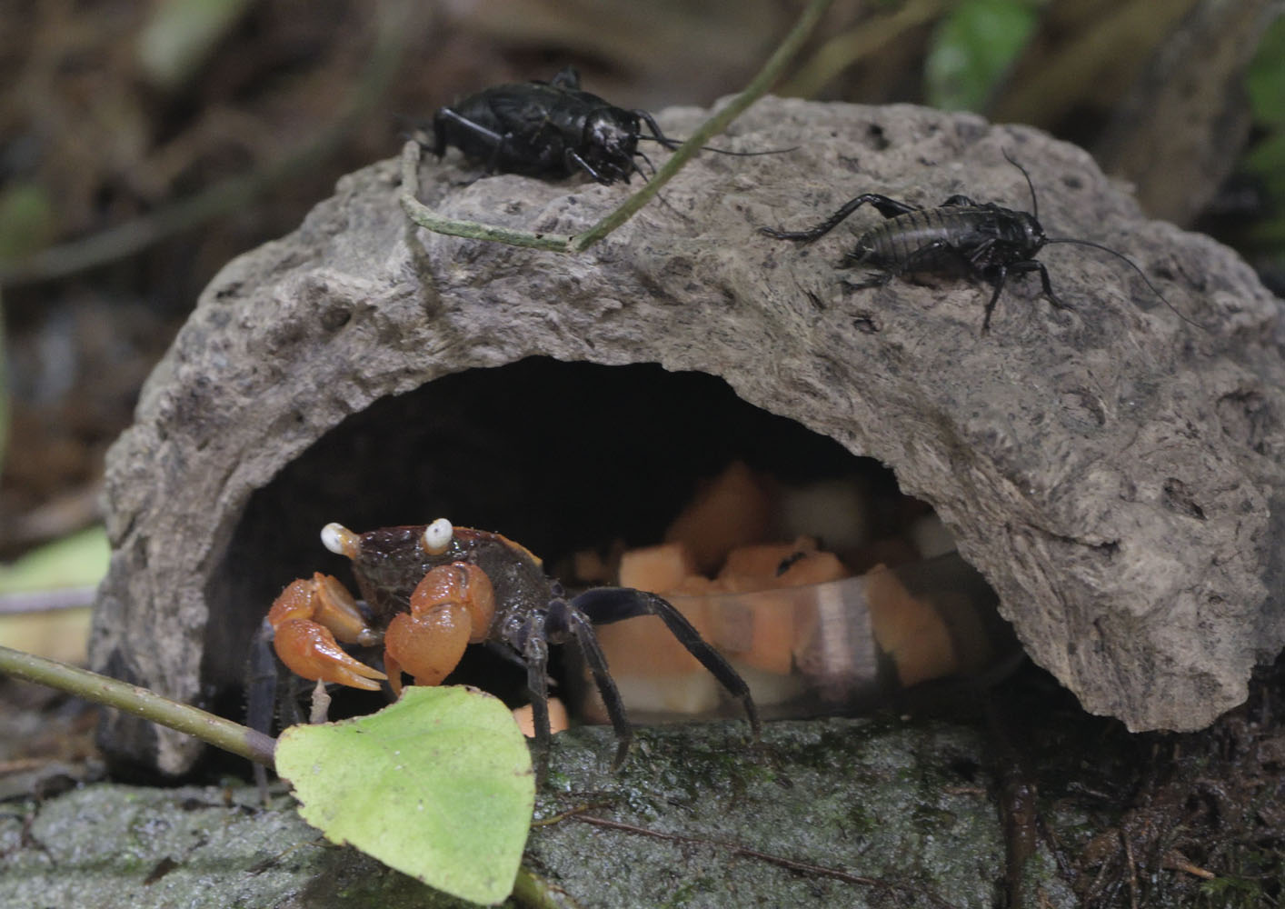 Vampire crab (with crickets)