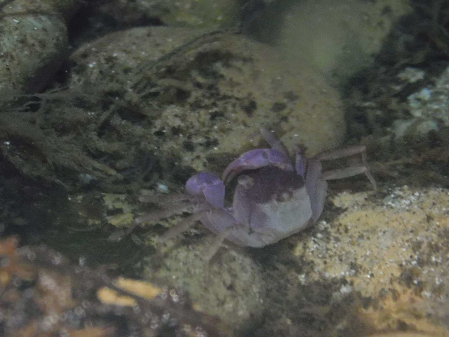 Vampire Crab