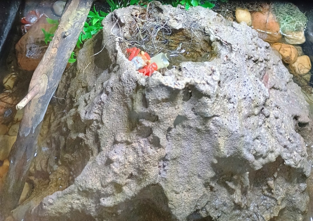 Vampire Crabs (6/21/25)