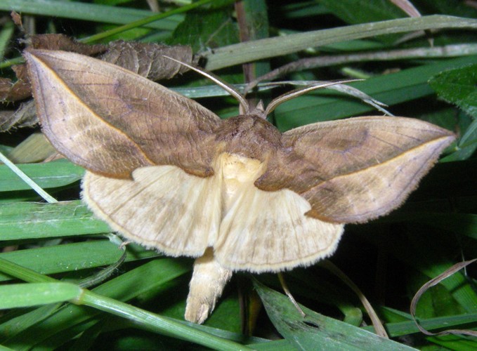 Vampire Moth (Calyptra thalictri)