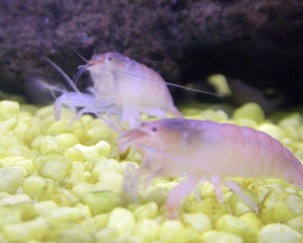 Vampire Shrimps (Atya gabonensis)