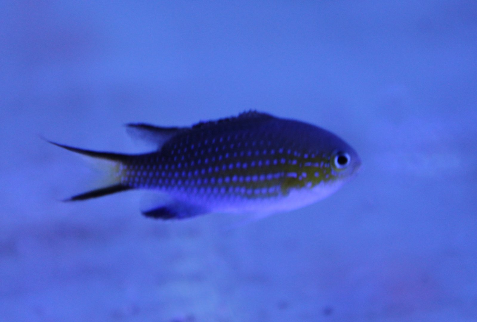 Van der Bilt damselfish - Chromis vanderbilt