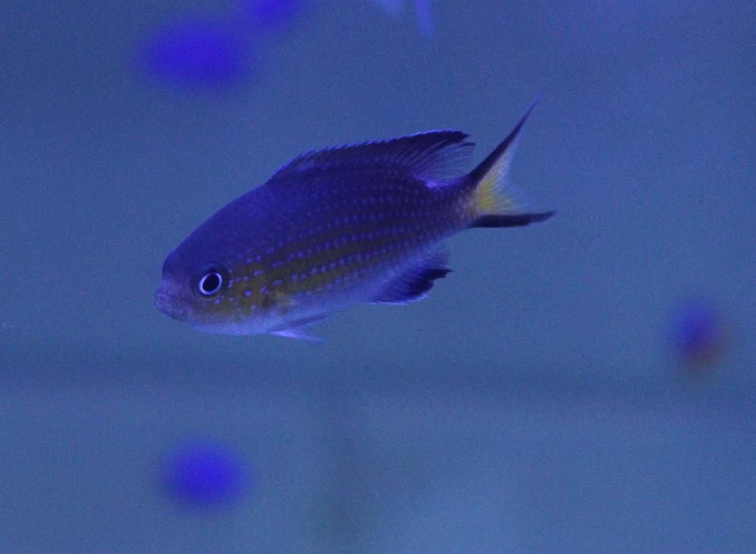 Van der Bilt damselfish - Chromis vanderbilt