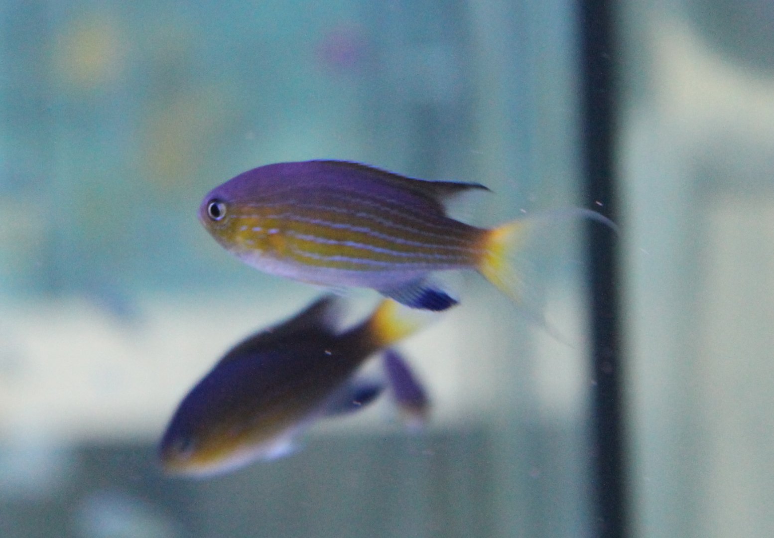 Van der Bilt's damselfish - Chromisvanderbilti