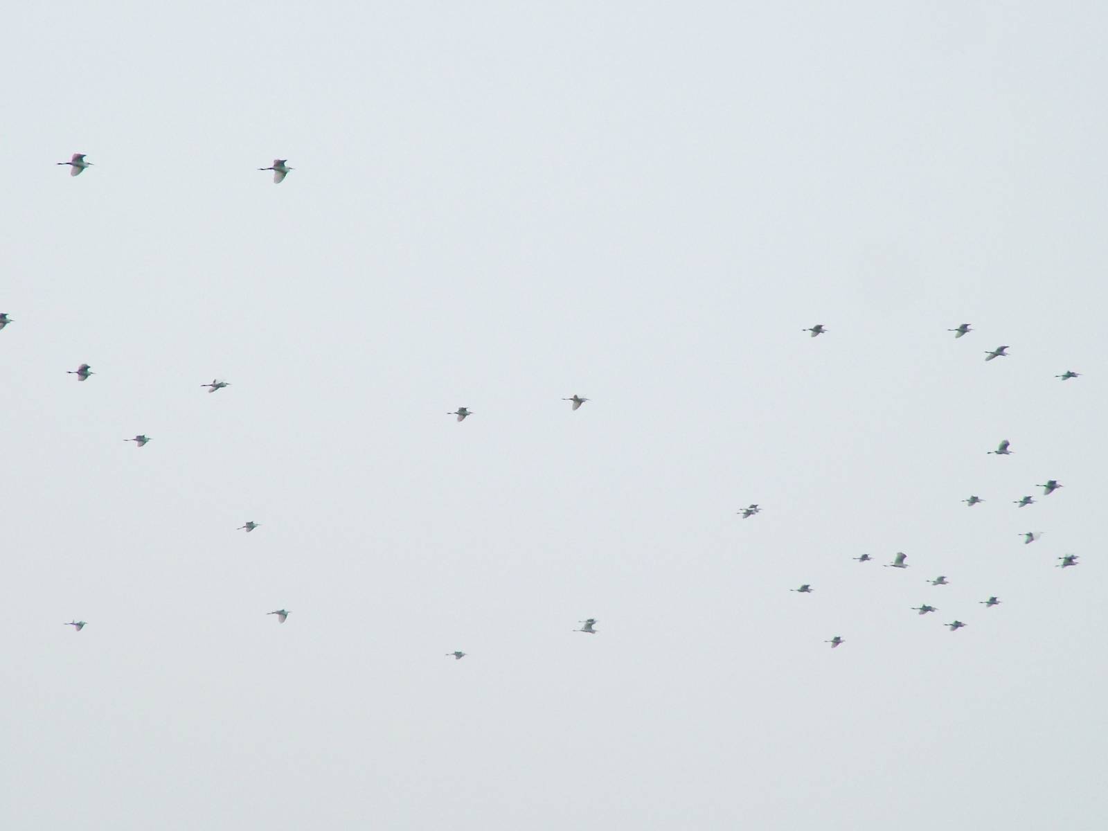 Van Long Nature Reserve, 13/03/12