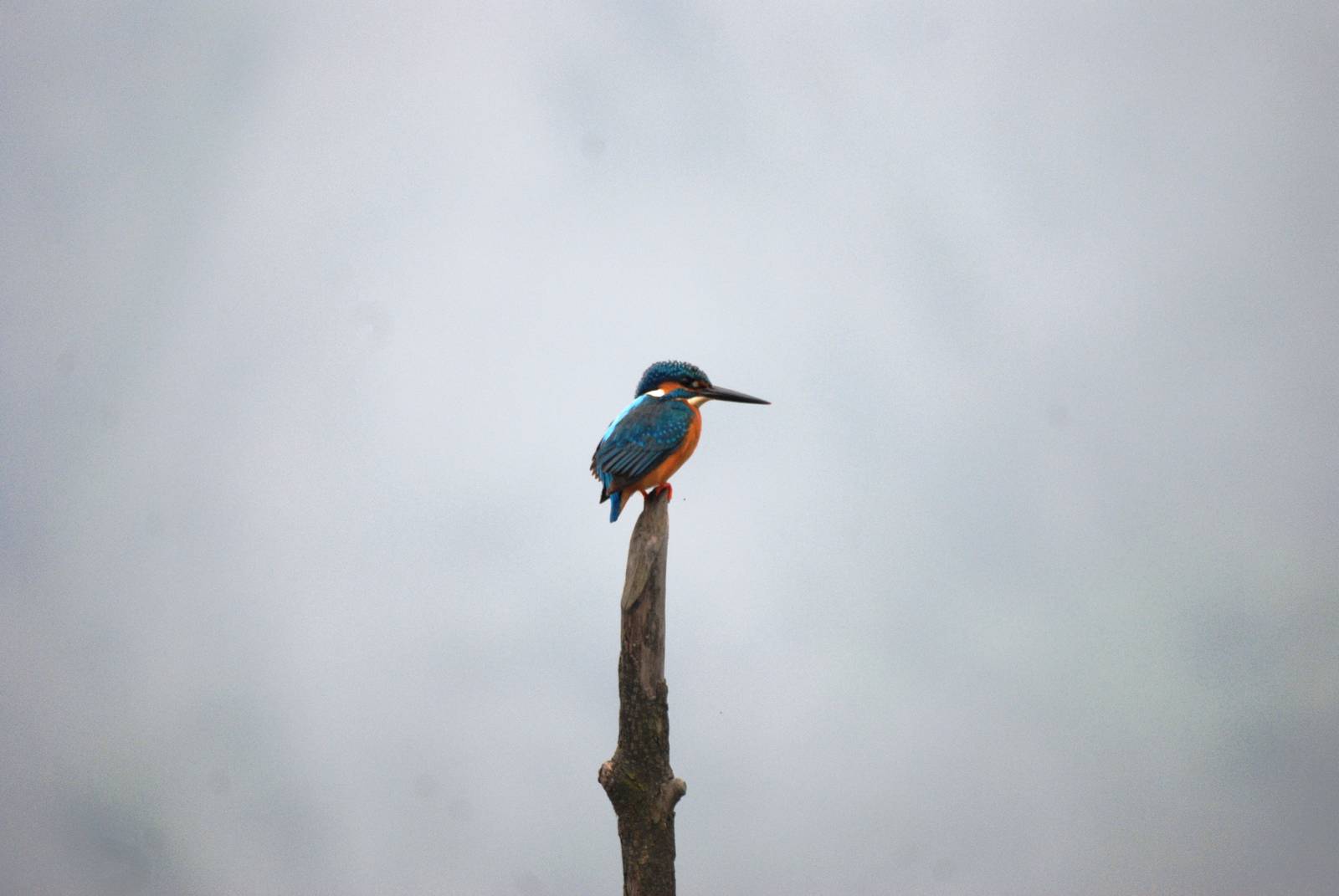 Van Long Nature Reserve, 13/03/12