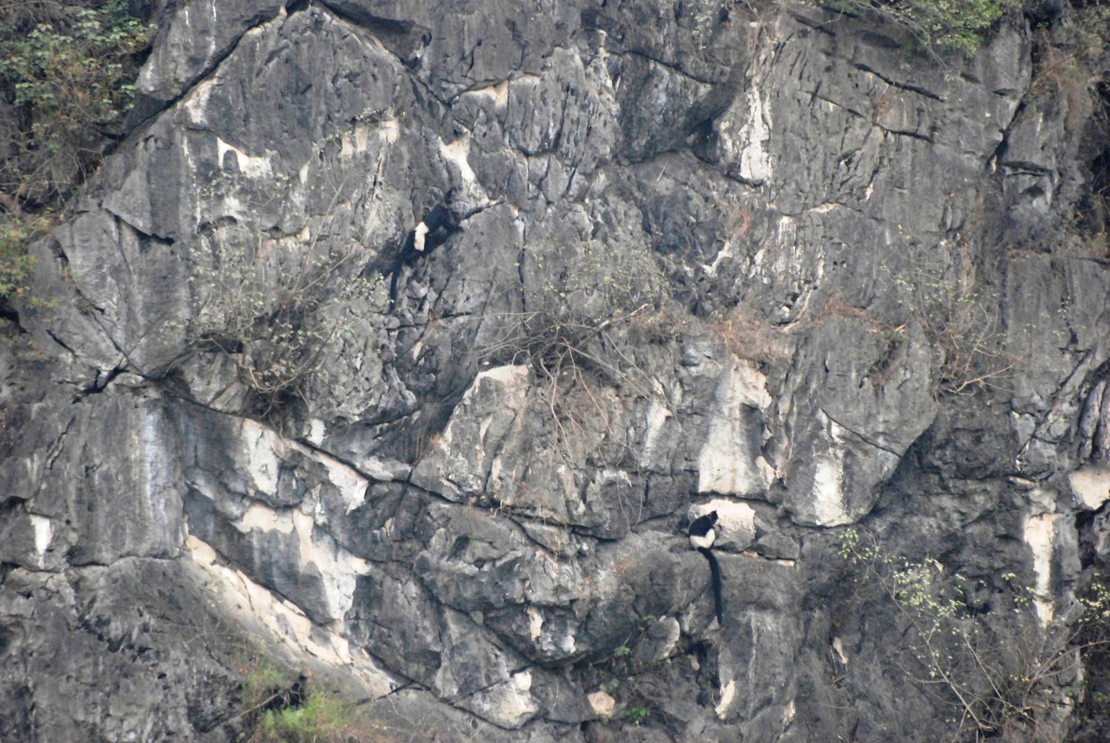 Van Long Nature Reserve, 13/03/12