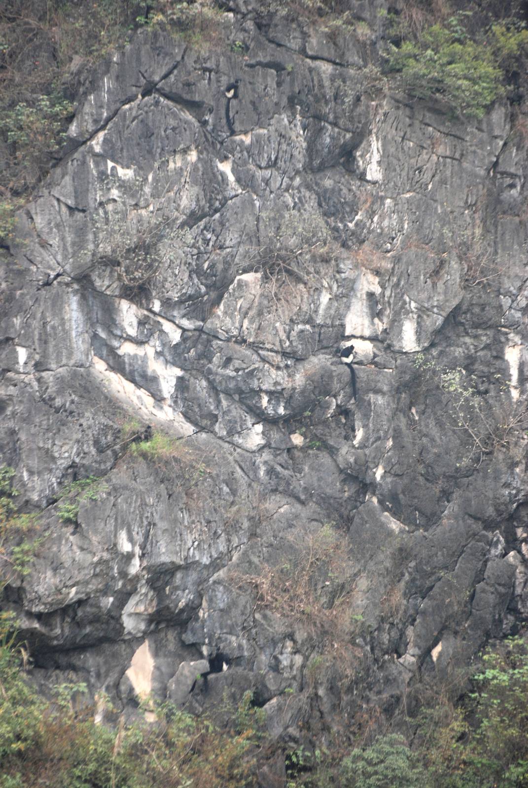 Van Long Nature Reserve, 13/03/12