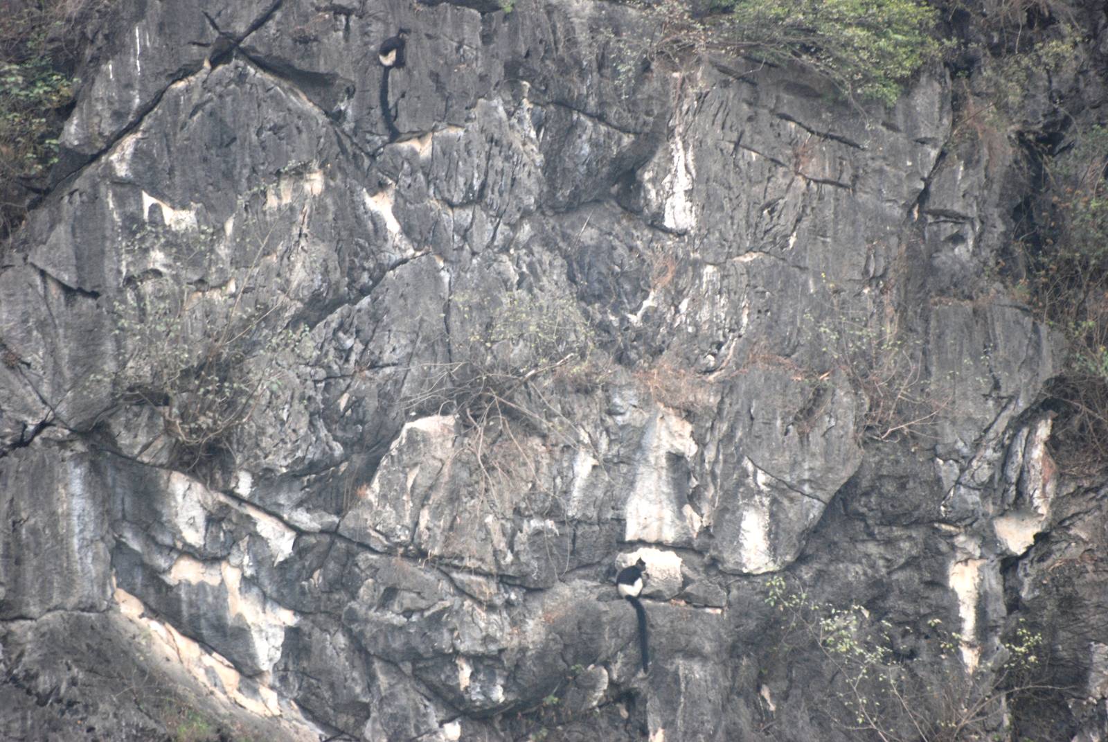 Van Long Nature Reserve, 13/03/12