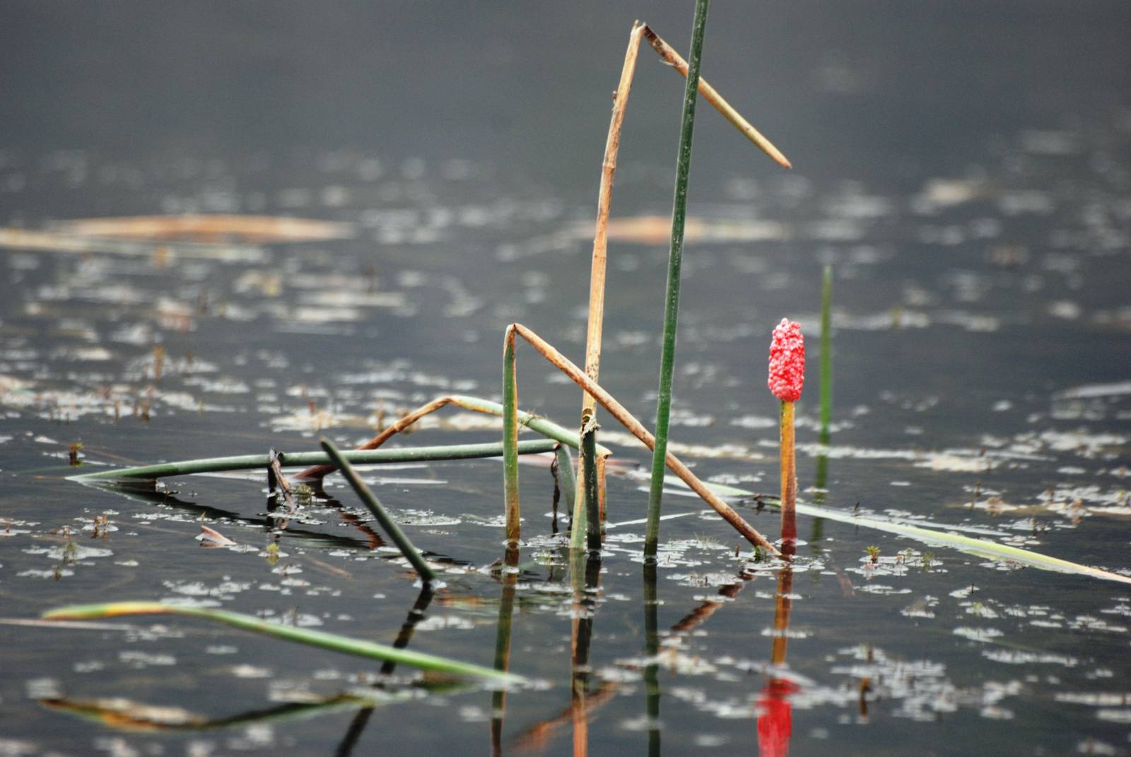 Van Long Nature Reserve, 13/03/12