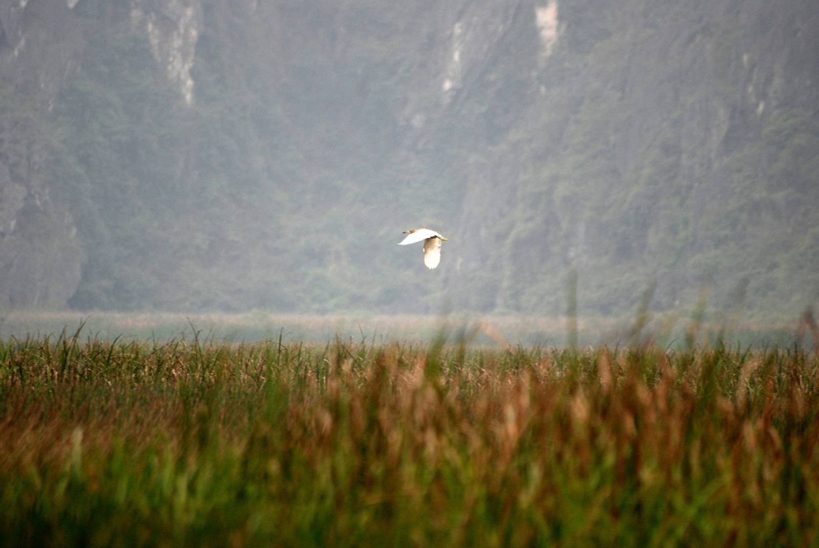 Van Long Nature Reserve, 13/03/12