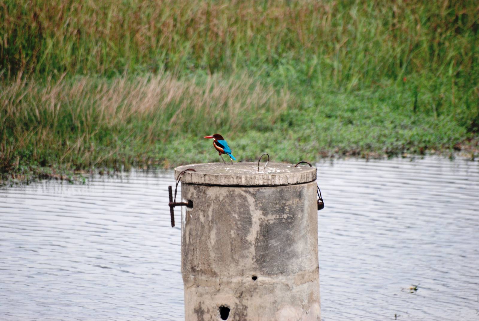 Van Long Nature Reserve, 13/03/12