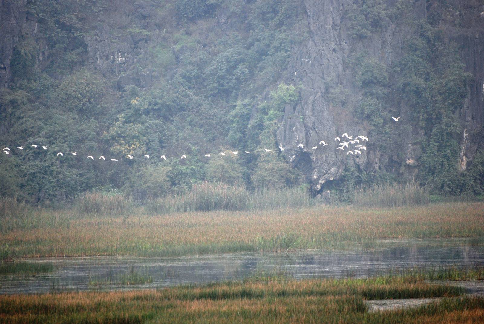Van Long Nature Reserve, 13/03/12
