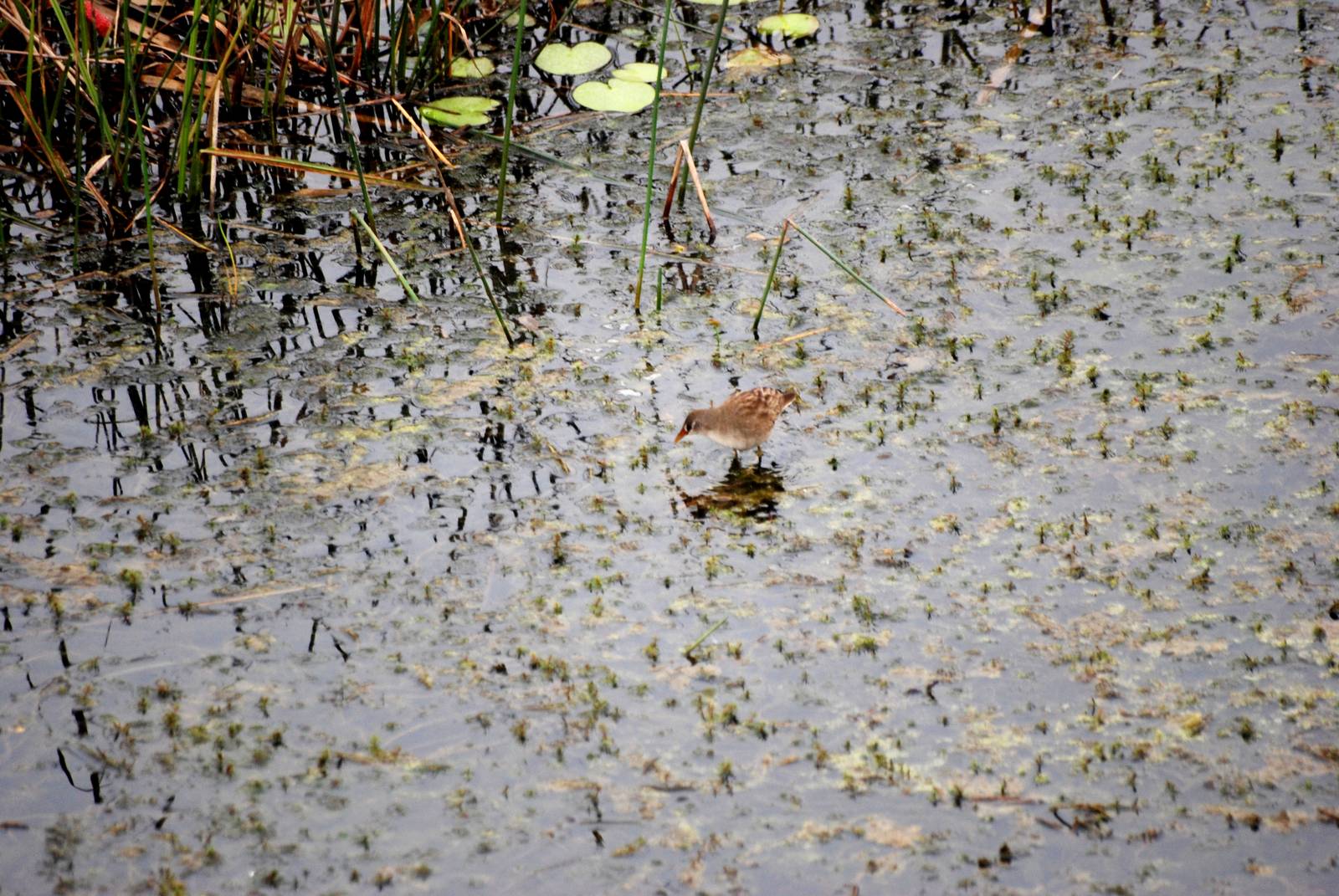 Van Long Nature Reserve, 13/03/12
