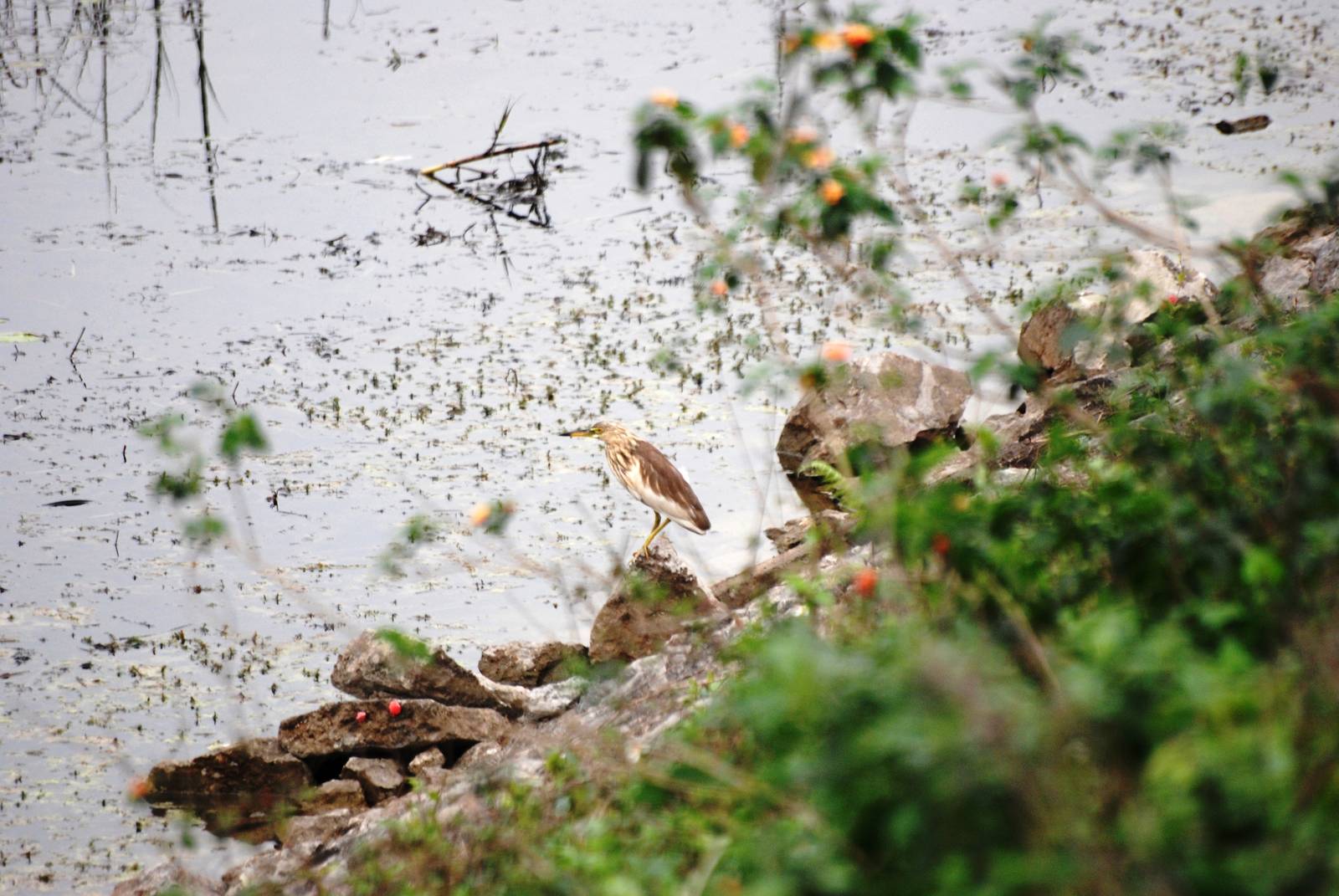 Van Long Nature Reserve, 13/03/12