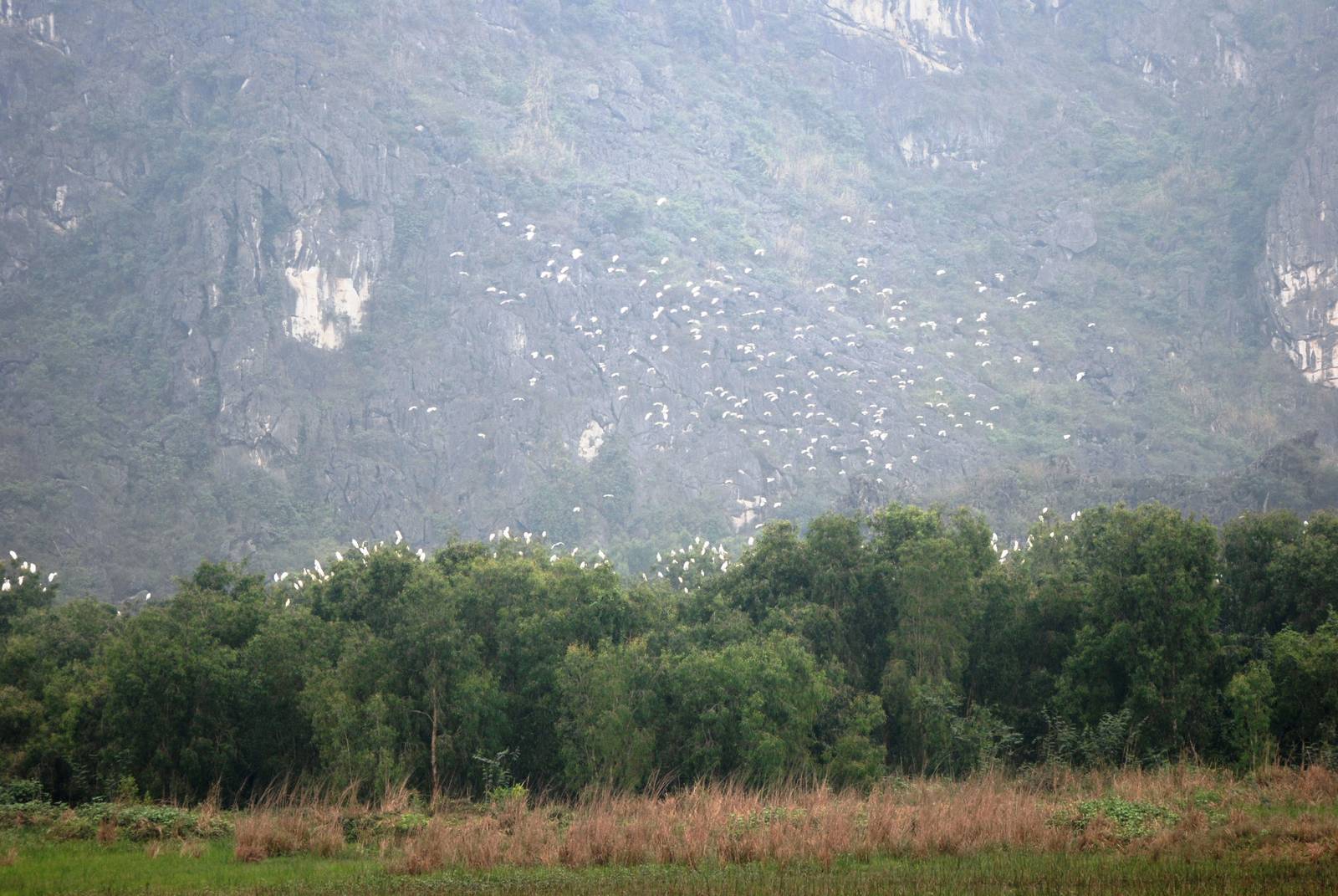 Van Long Nature Reserve, 13/03/12
