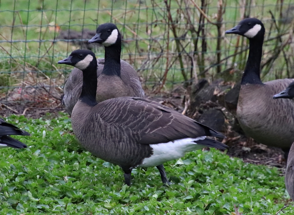 Vancouver Canada goose (Branta canadensis fulva)