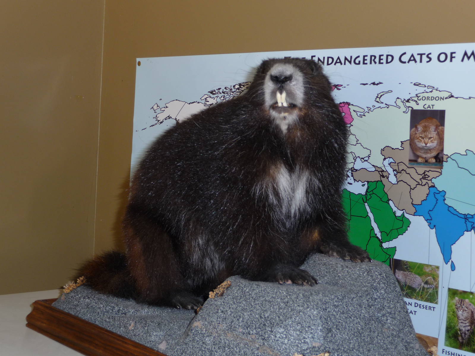 Vancouver Island Marmot - Stuffed