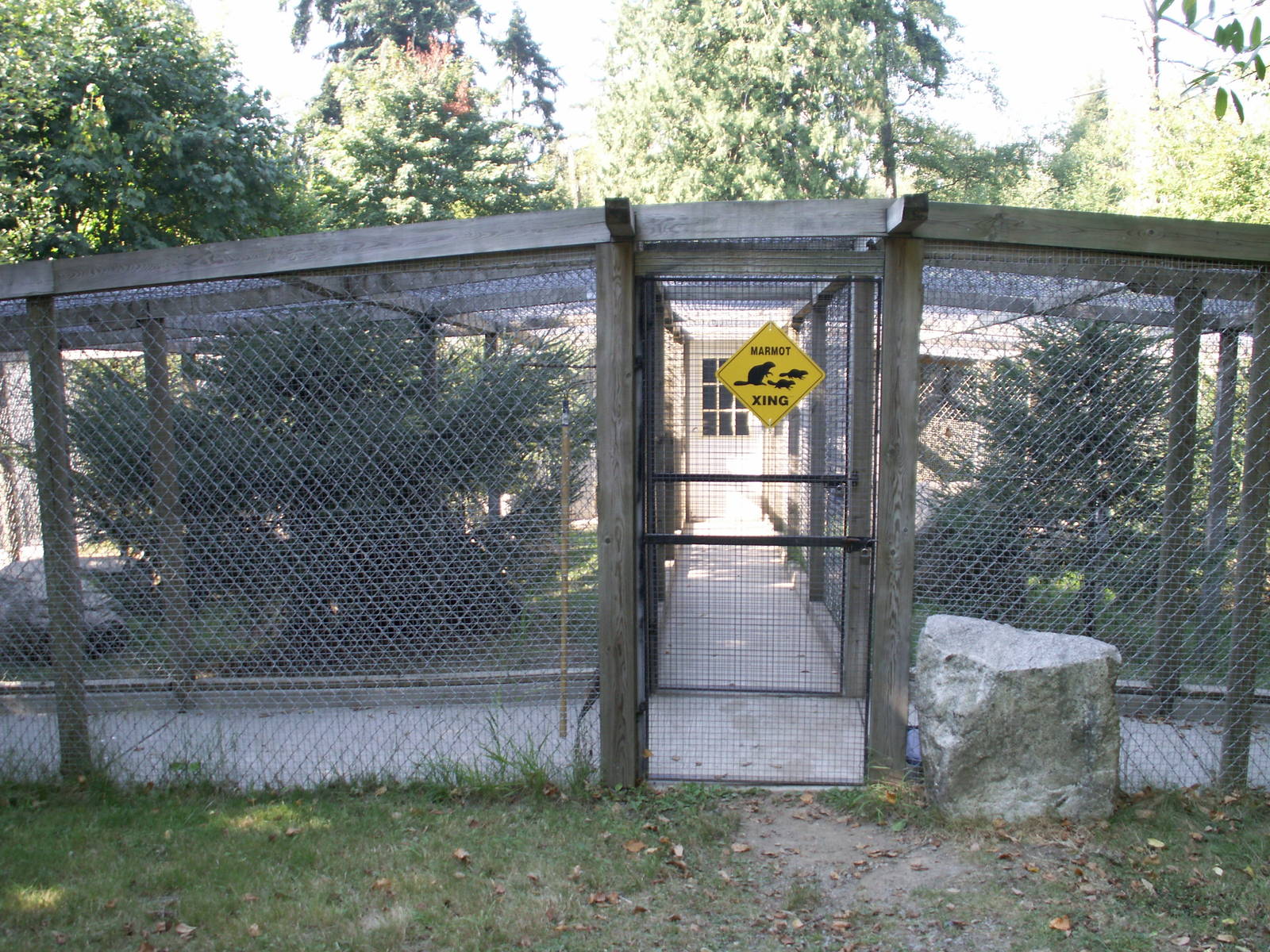 Vancouver Island marmot