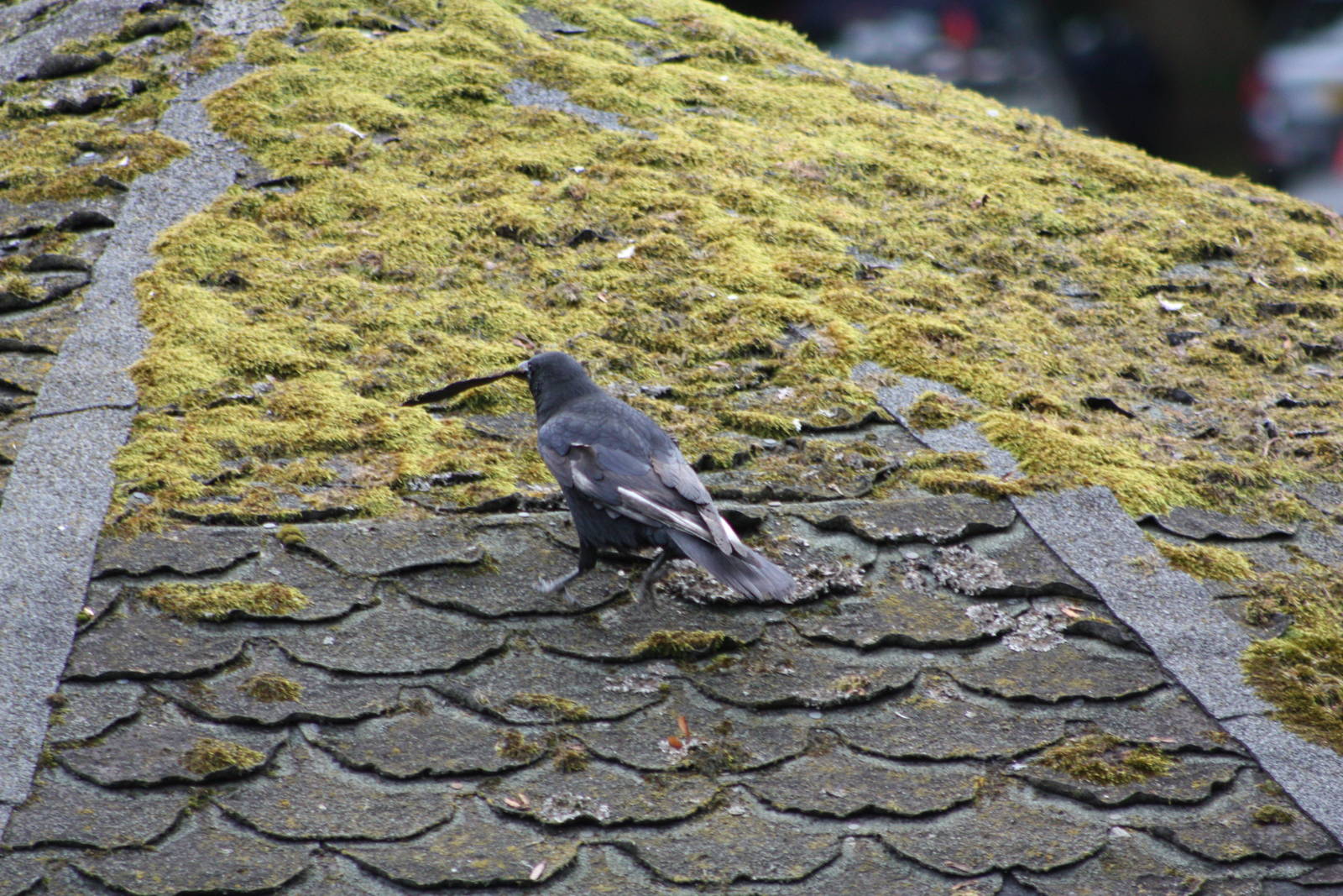 Vandalising the Cockatiel Aviary, 27th September 2014
