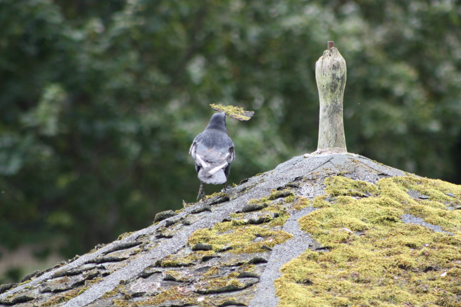 Vandalising the Cockatiel Aviary, 27th September 2014
