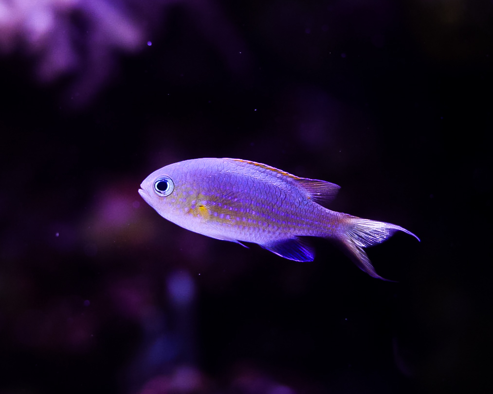 Vanderbilt Chromis