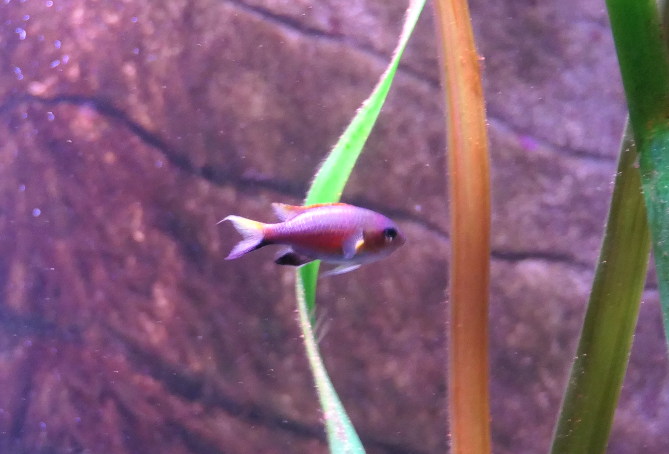 Vanderbilt's Chromis