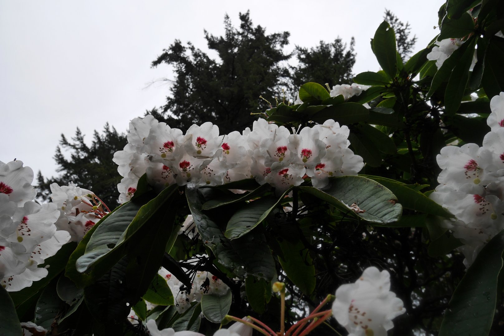 VanDusen Gardens - My First US Zoo Trip